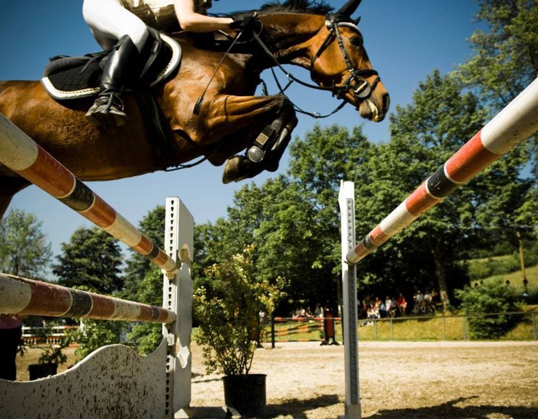KWPN Showjumpers for Sale: Safe Buying Guide