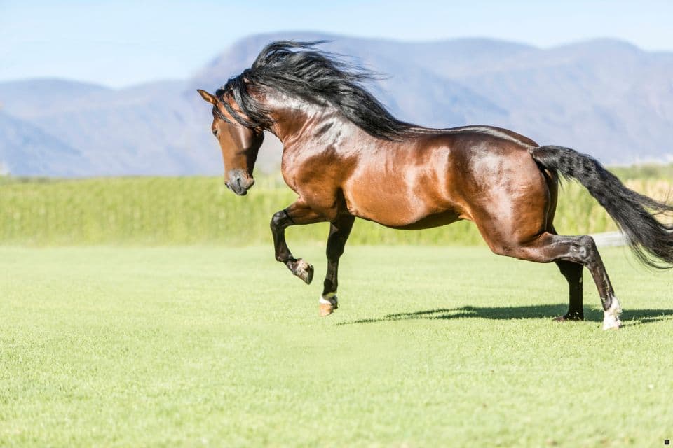 Dutch Warmblood Horse: Characteristics, Traits & Uses