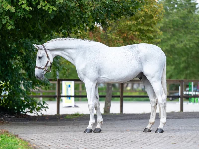 Maserati Quality (CARTHAGO x CORIANO)