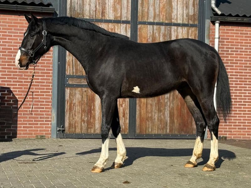 Diarthago PS (DIARON OLD x CONTHARGOS)