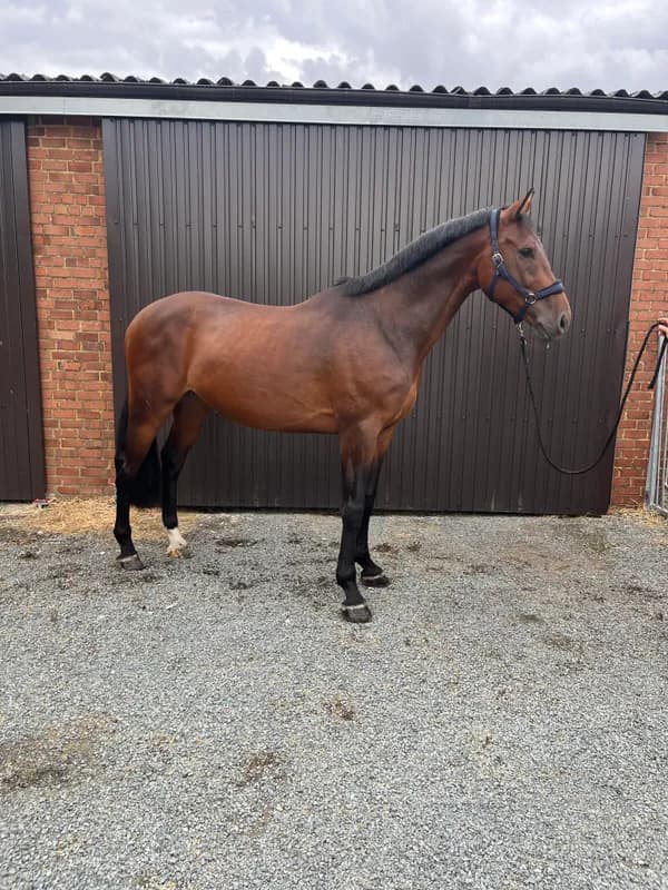 Crack Z (CORNET OBOLENSKY x VLEUT)