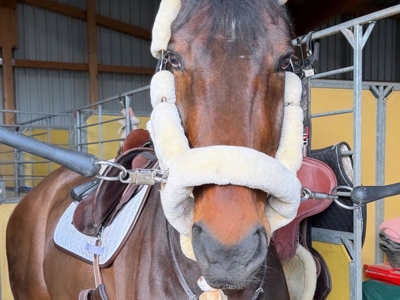 Daddys Money breaker