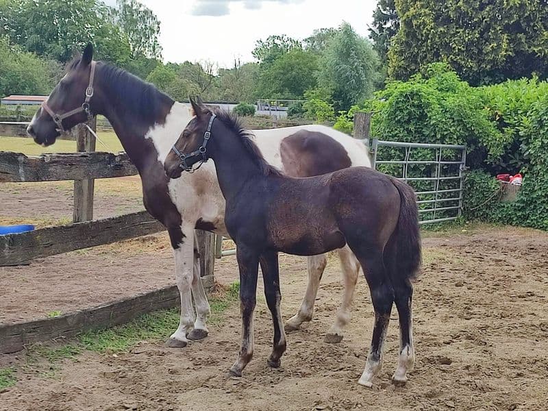 Duplantis van 't Stelenshof (OGANITTO SITTE x KING)
