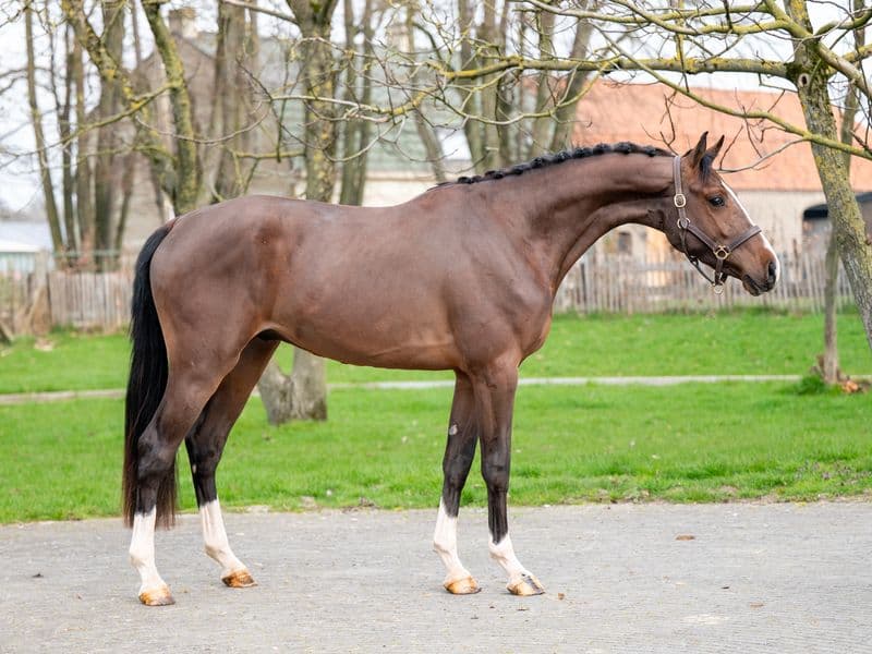 Arthur vd Smeets (ERMITAGE KALONE x IRON MAN VD PADENBORRE)