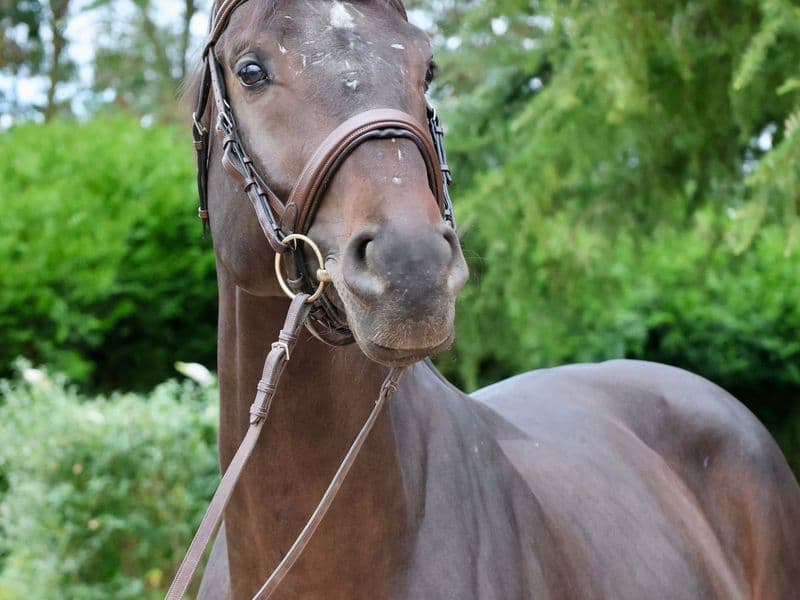 GK Quintus (Q-OXFORED QUALITY x LERONA)