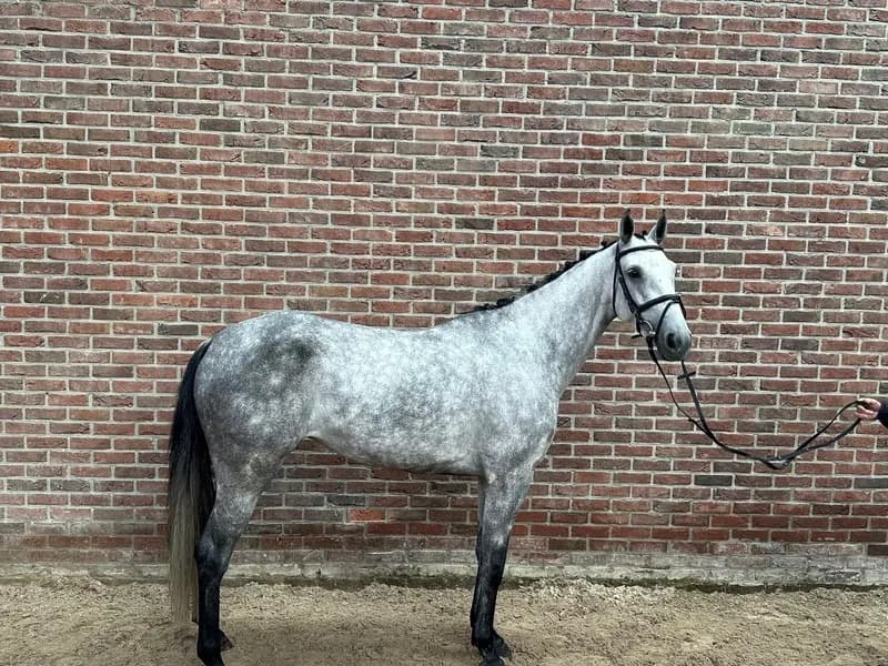 Cella B (CRACK HV x CONTENARO)