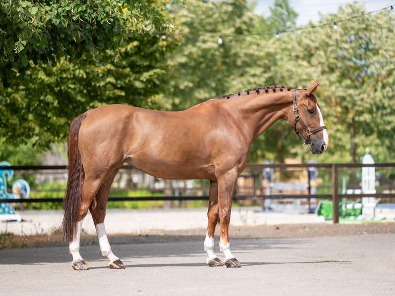 Miu Miu van Overis (INSHALLAH DE MUZE x DARCO)