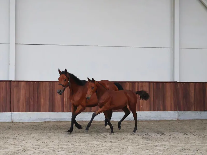 Cristal (CHAUDFONTAINE JL Z x LUIGI D'ECLIPSE)