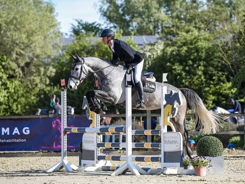 Compact, rideable young horse.