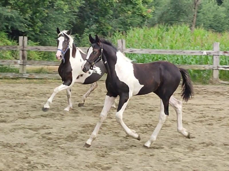 Desperado van 't Stelenshof (HIGHLANDER x UNKNOWN)