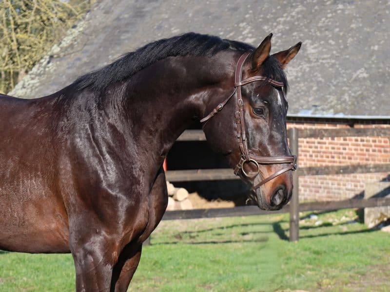 GK Quintus (Q-OXFORED QUALITY x LERONA)