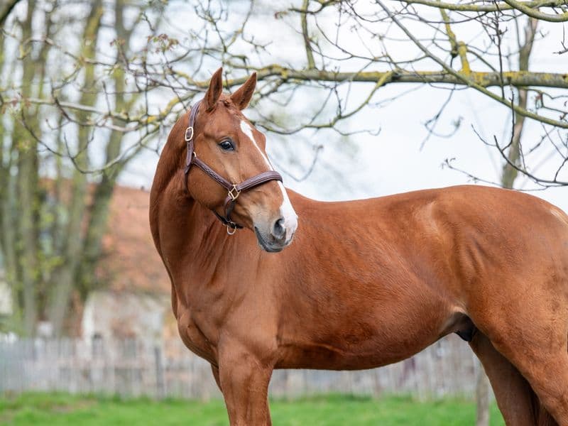 Warrior Aeg (INAICO VDL x ESPRILLIO)