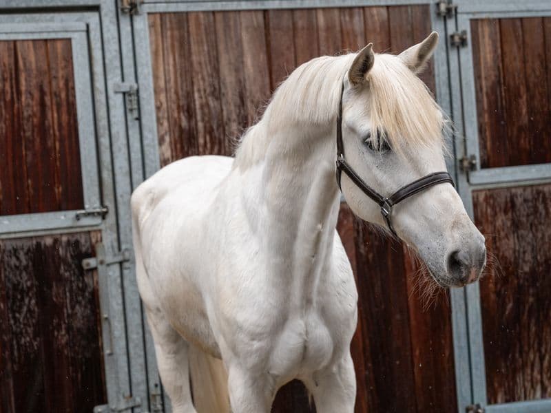 Sam vd Groenheuvel (ICE AND FIRE D'ABRAN x TOP BALINO)
