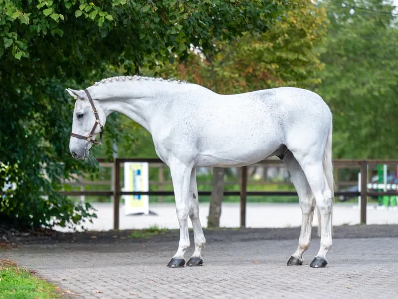Maserati Quality CARTHAGO x CORIANO