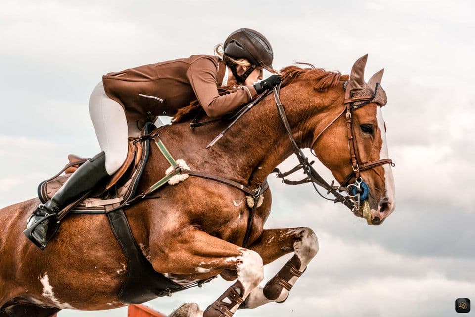 Top Sporthorses: Breeds for Show Jumping & More